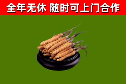 滁州烟酒回收冬虫夏草.jpg